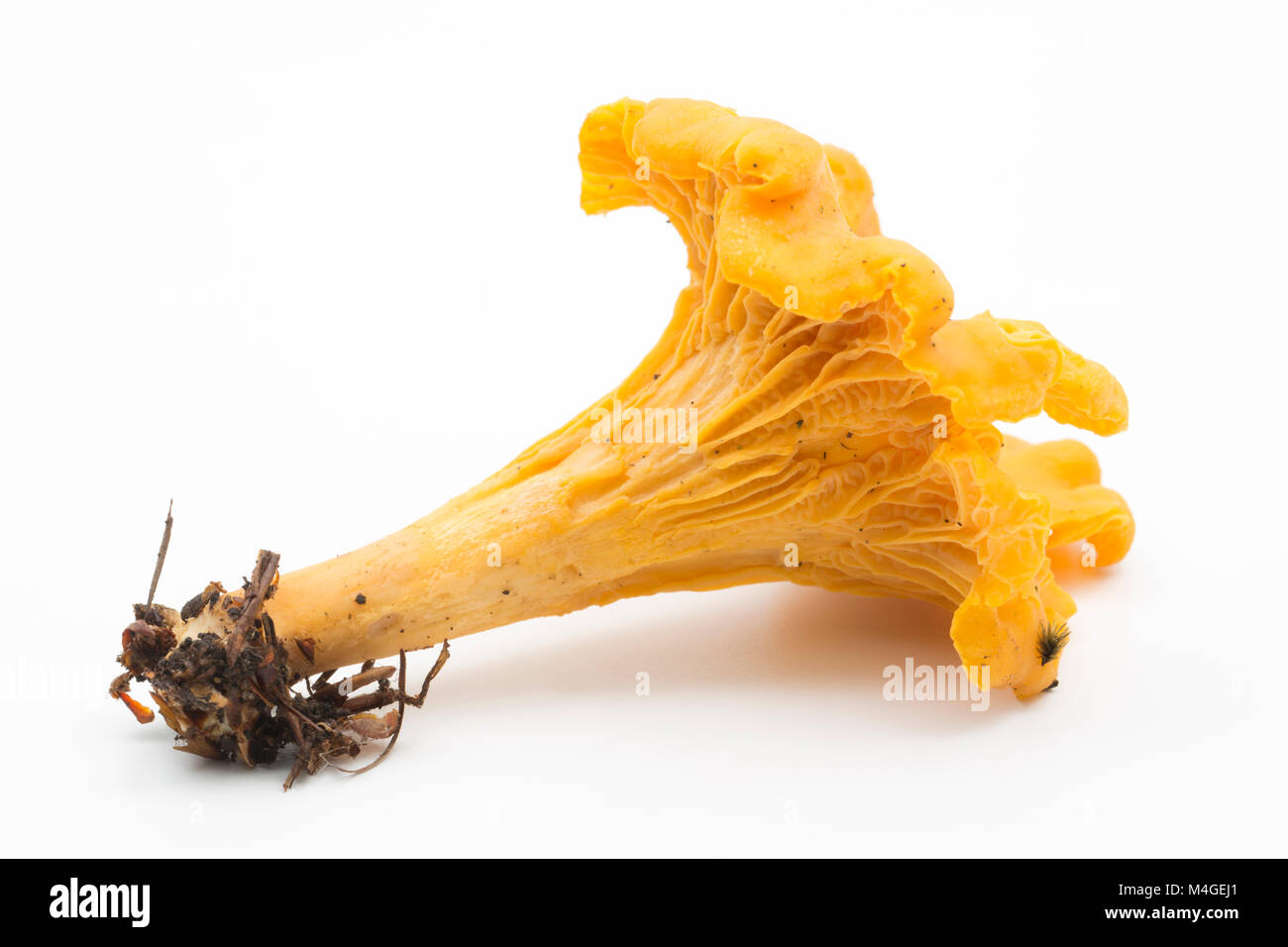 A single chanterelle mushroom Cantharellus cibarius UK. Chanterelles are noted for having a