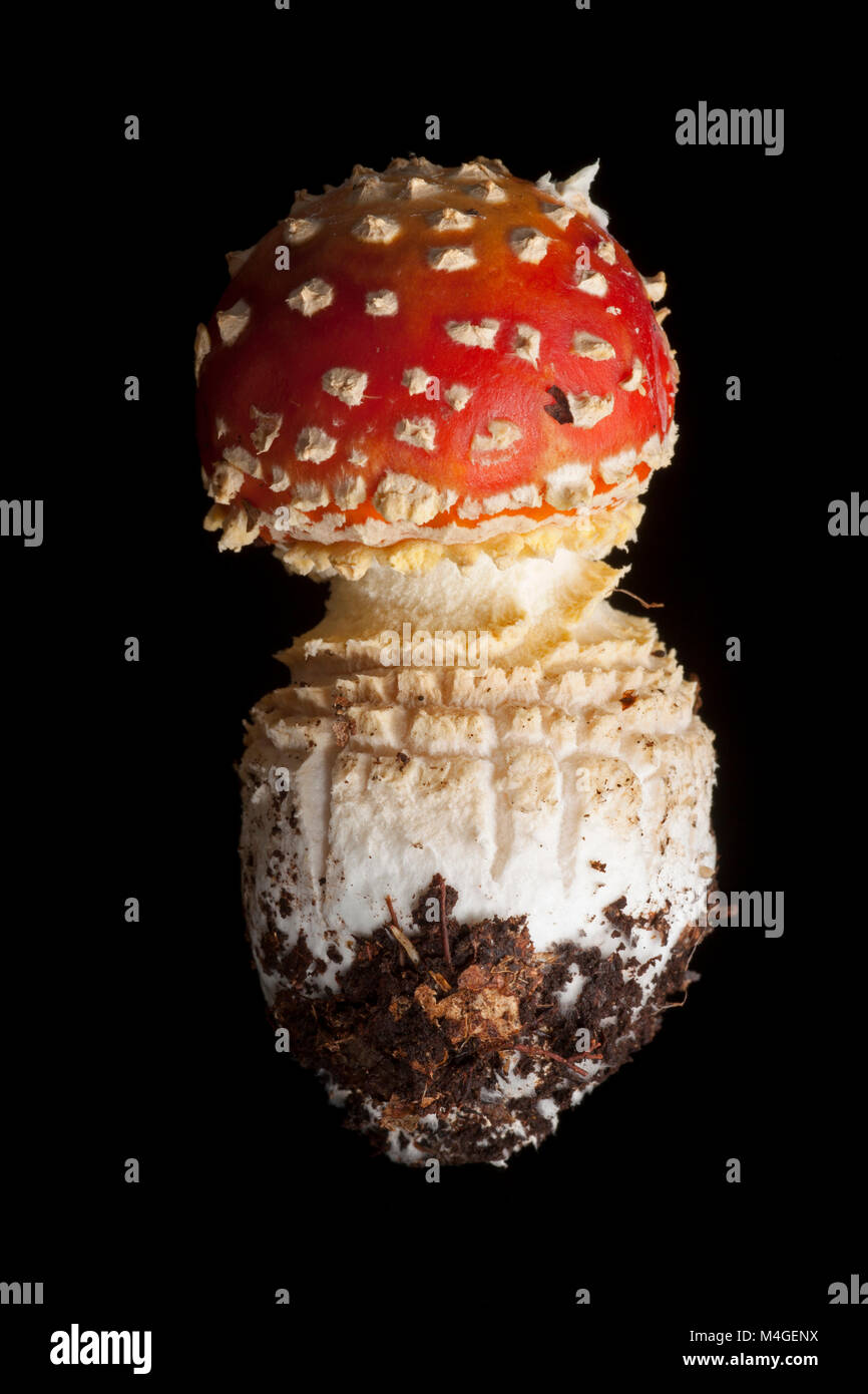 A Fly agaric toadstool, Amanita muscaria, photographed on a black background. Hampshire England UK GB Stock Photo