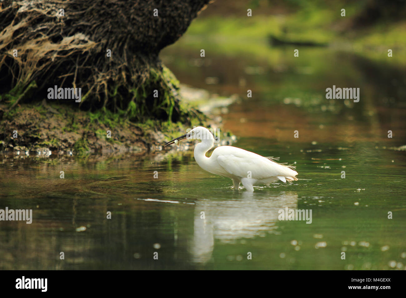 cattle egret from kerala, India Stock Photo