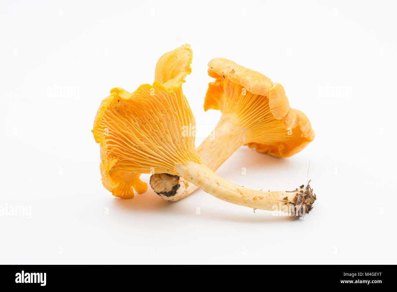 Two chanterelle mushrooms Cantharellus cibarius UK. Chanterelles are