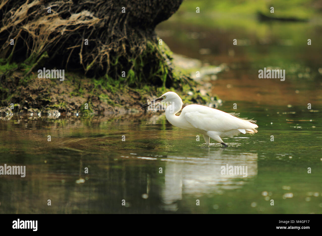 cattle egret from kerala, India Stock Photo