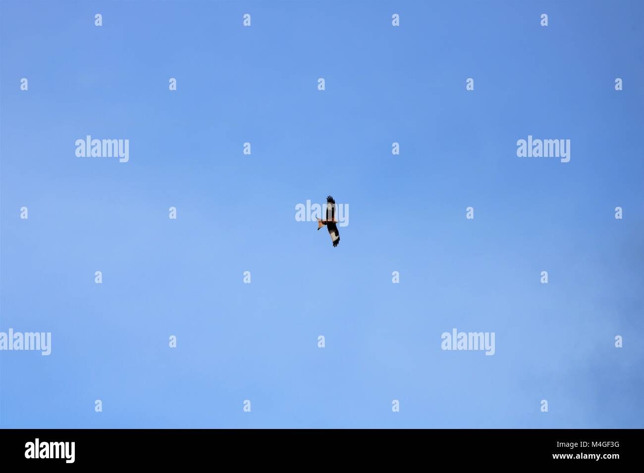 Red Kite flying against a blue sky Stock Photo
