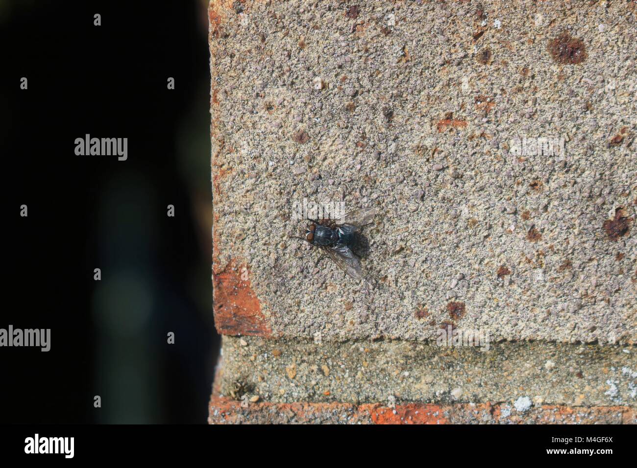 Brick wall bug hi-res stock photography and images - Alamy