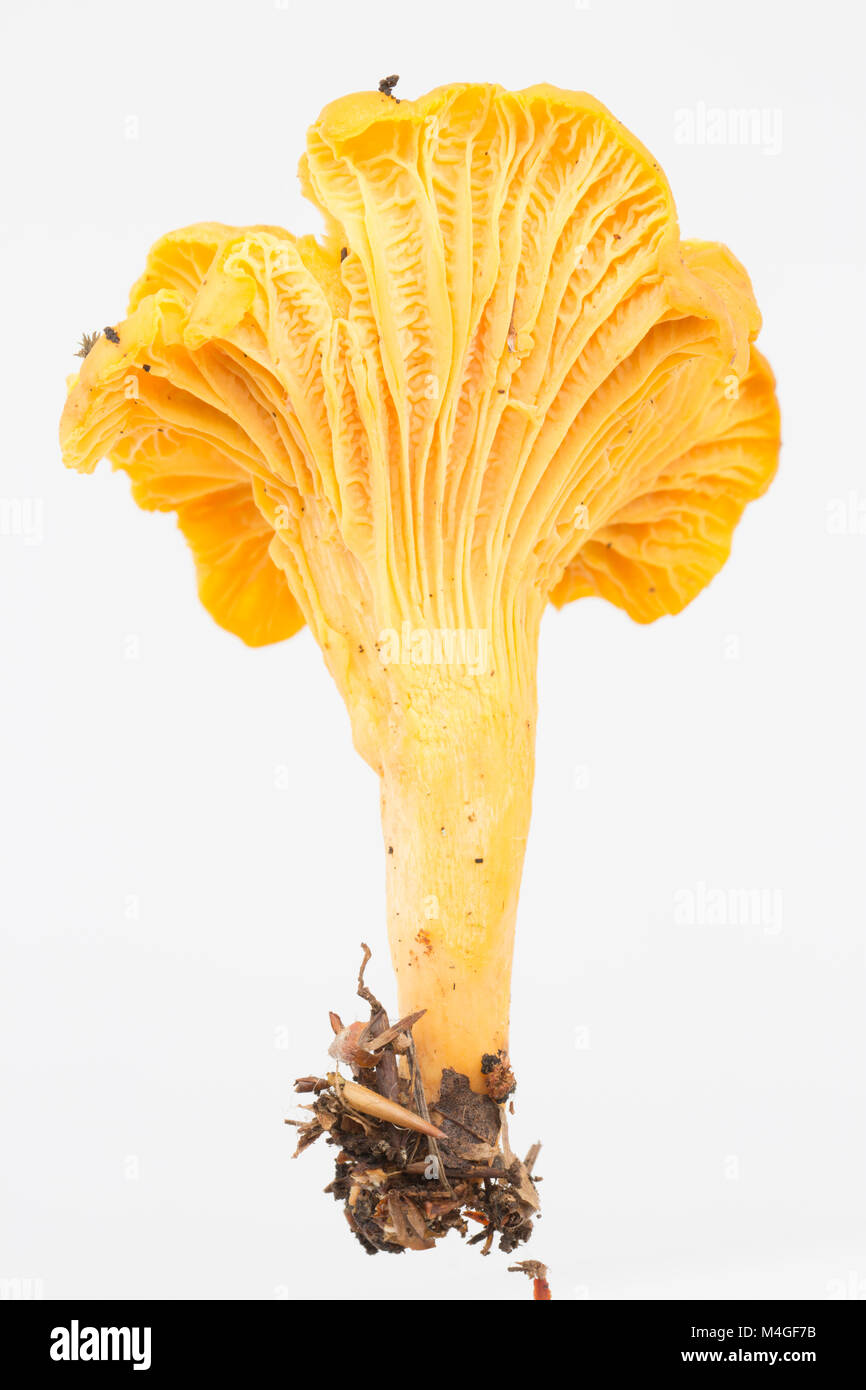 A single chanterelle mushroom Cantharellus cibarius UK. Chanterelles are noted for having a