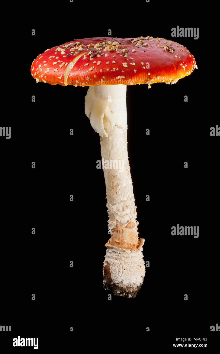 A Fly agaric toadstool, Amanita muscaria, photographed on a black background. Hampshire England UK GB. Stock Photo