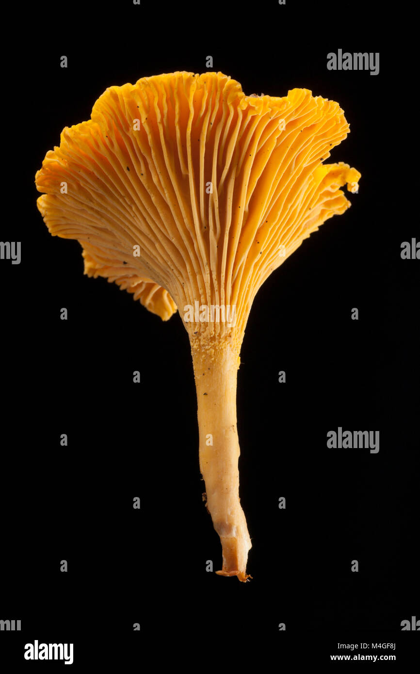 A single chanterelle mushroom Cantharellus cibarius on a black background. Chanterelles are noted for having a fruity odour. Hampshire England UK GB Stock Photo