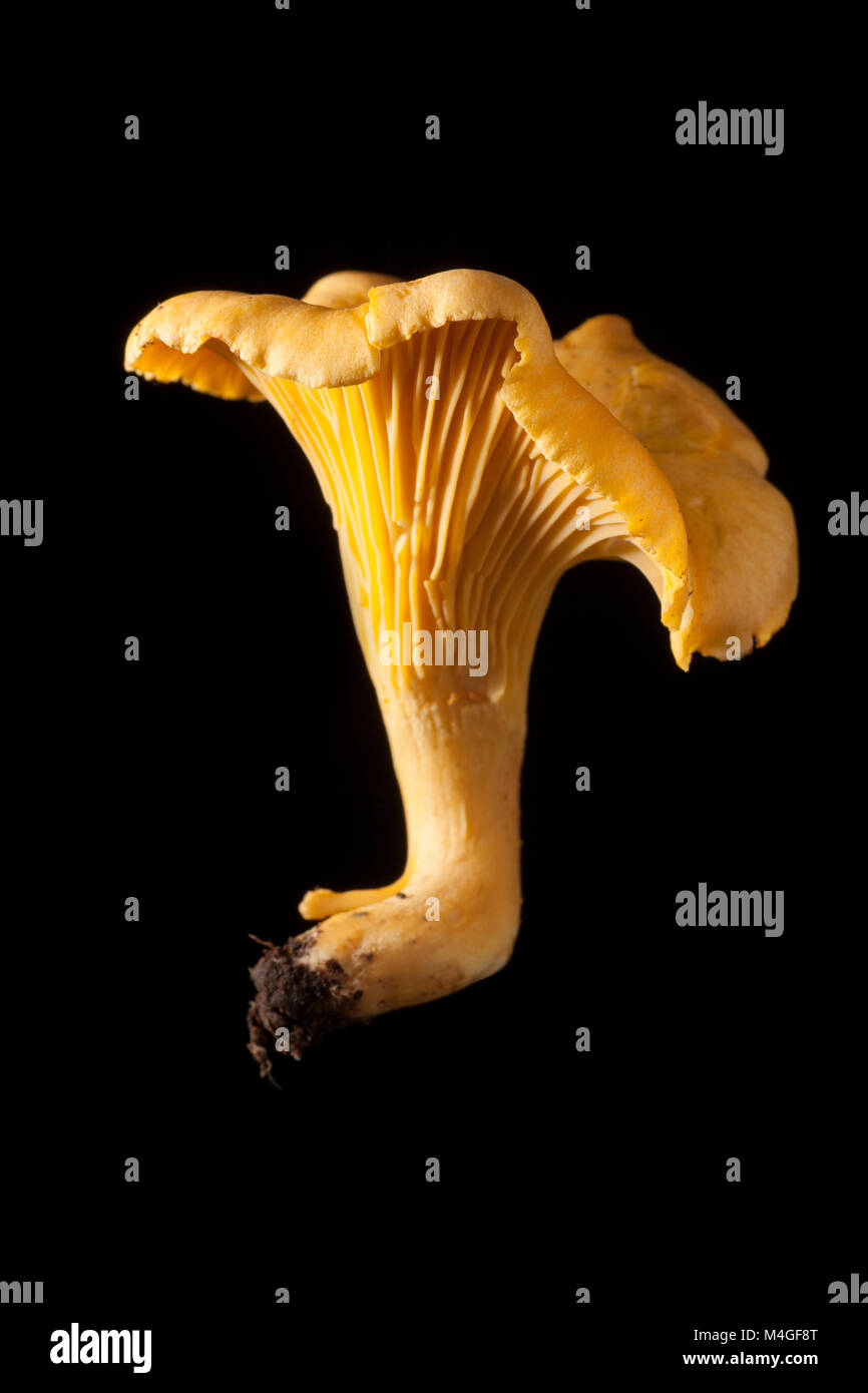 A single chanterelle mushroom Cantharellus cibarius on a black background. Chanterelles are