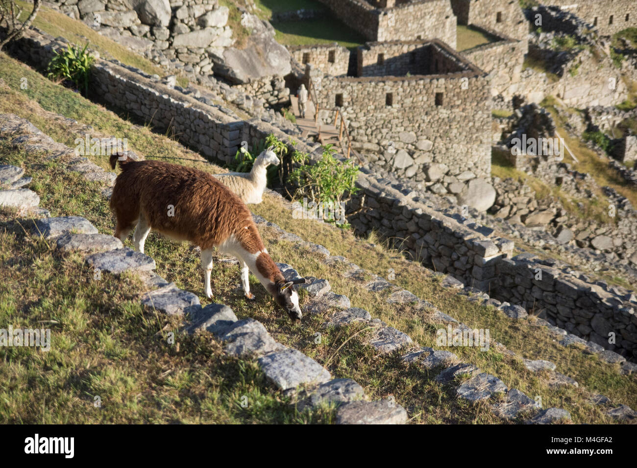 llama in Machu Picchu, peru Stock Photo