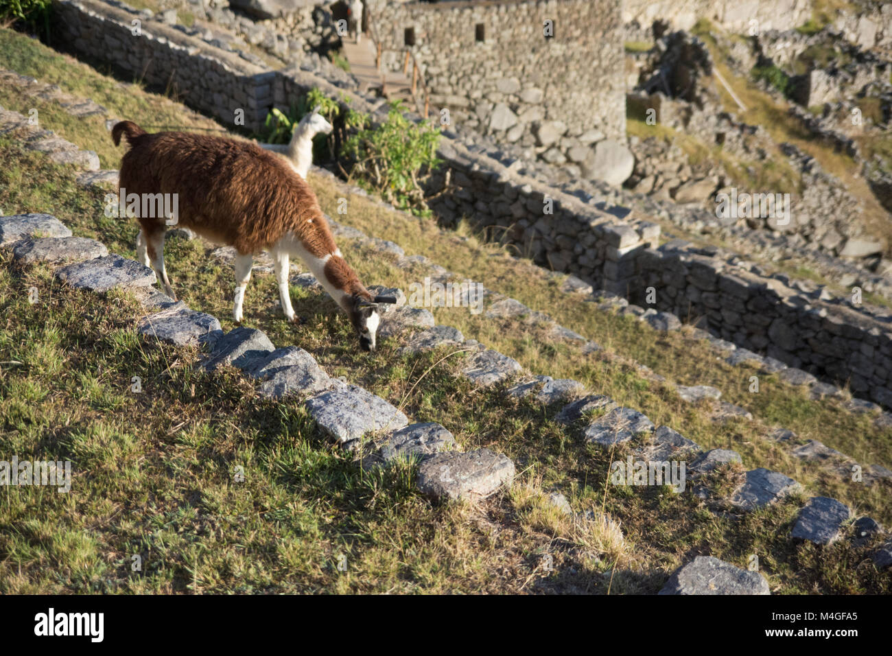 llama in Machu Picchu, peru Stock Photo