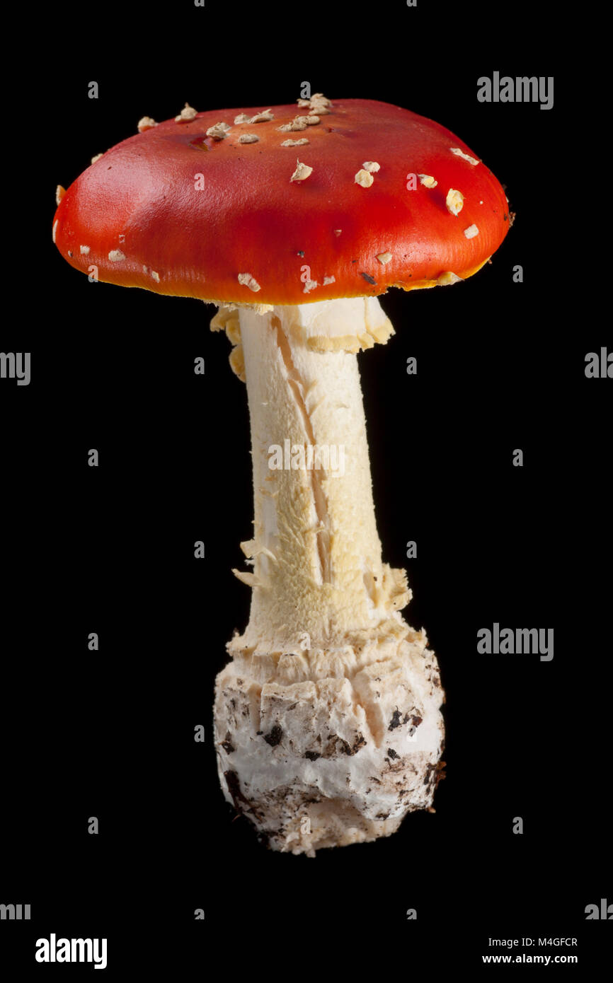 A Fly agaric toadstool, Amanita muscaria, photographed on a black background. Hampshire England UK GB Stock Photo