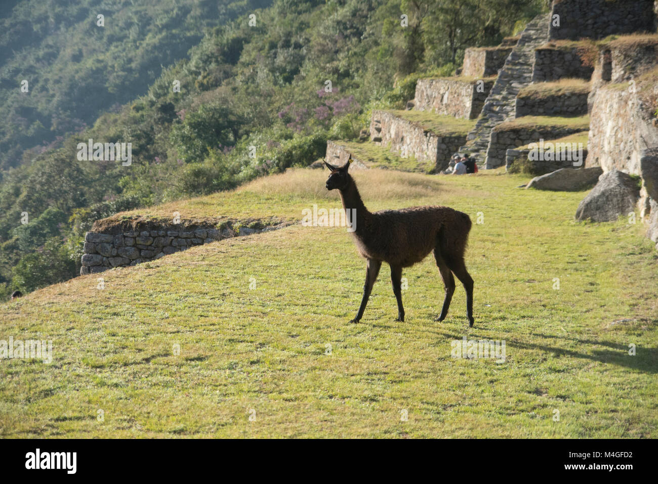 llama in Machu Picchu, peru Stock Photo