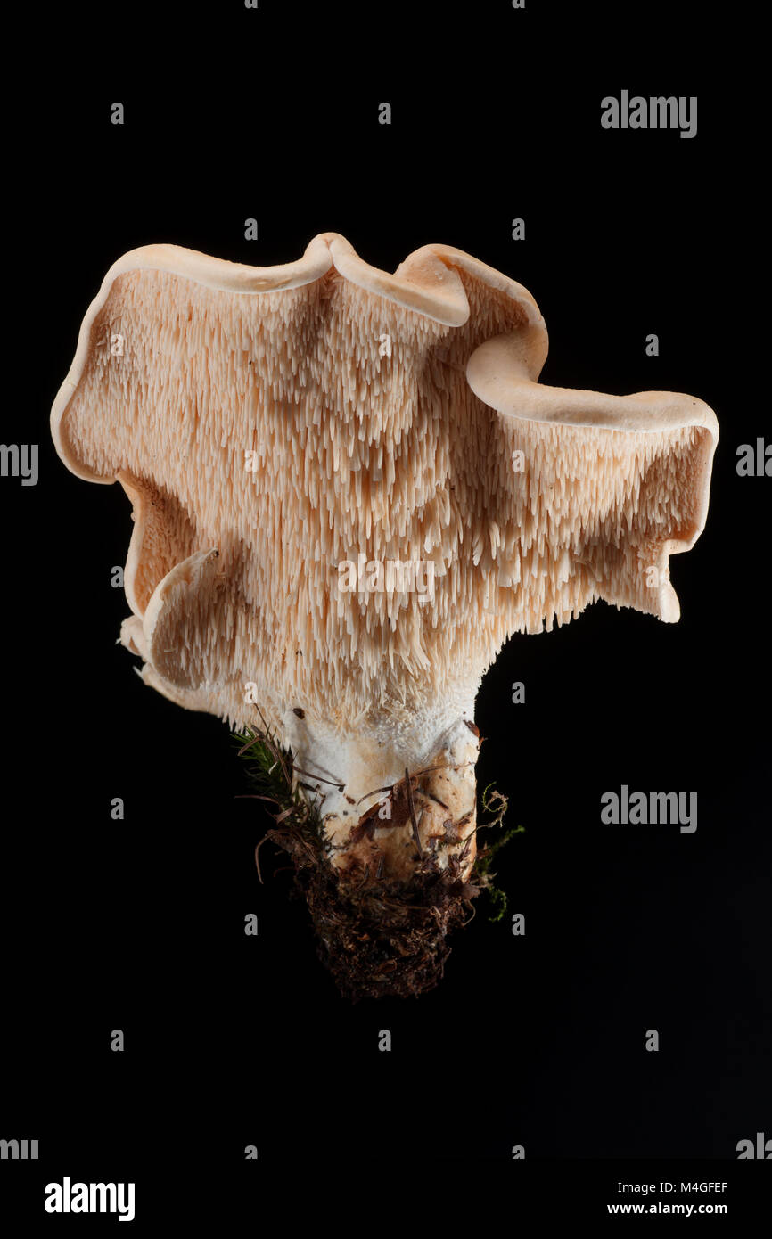 Hedghehog fungi, Hydnum repandum, also known as the Pied de Mouton on a black background. The underside is covered in soft spines.Hampshire EnglandUK. Stock Photo