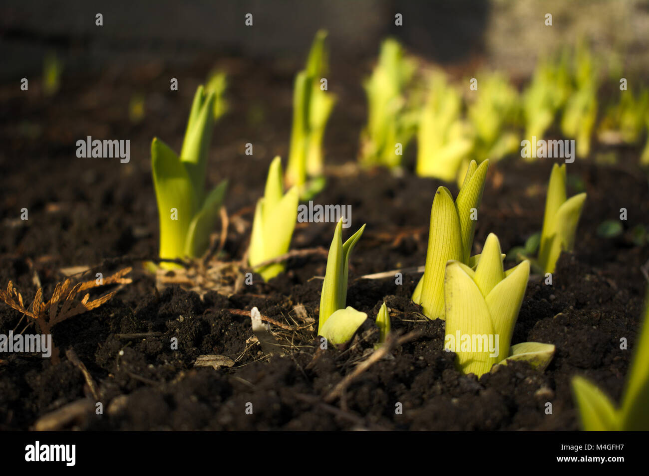 Spring iris flowers sprouts growing from the soil Stock Photo