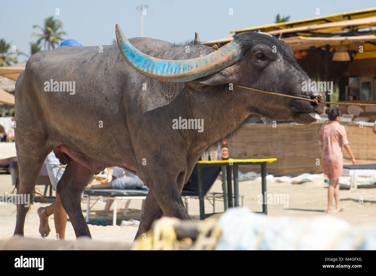 black cow walking on the sand on Colva beach in South Goa. Stock Photo