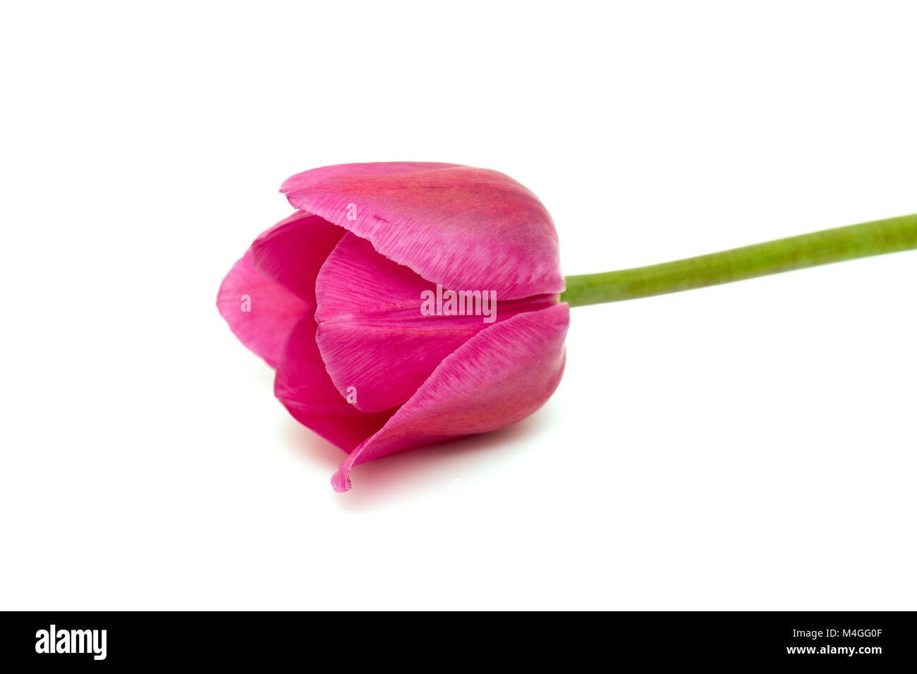 pink tulip isolated on white background Stock Photo - Alamy