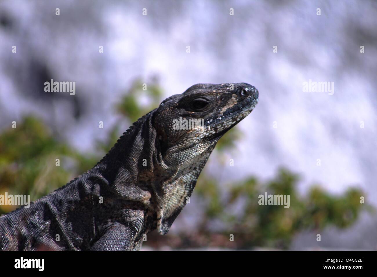 Animal reptile Iguana sunning itself Stock Photo