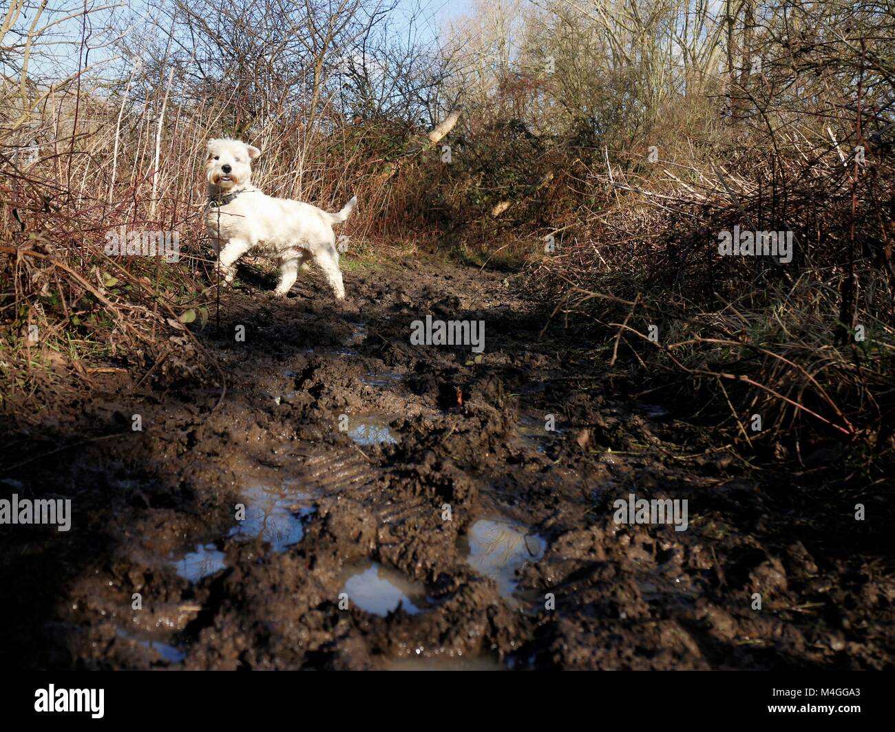 Happy muddy dog hires stock photography and images Alamy