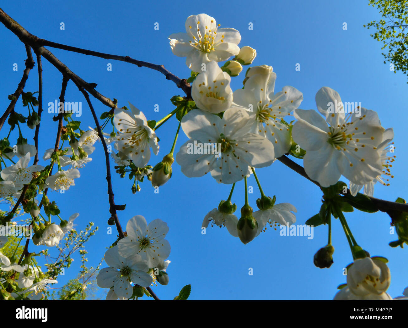 Cherry blossom in front of blue sky without clouds Stock Photo - Alamy