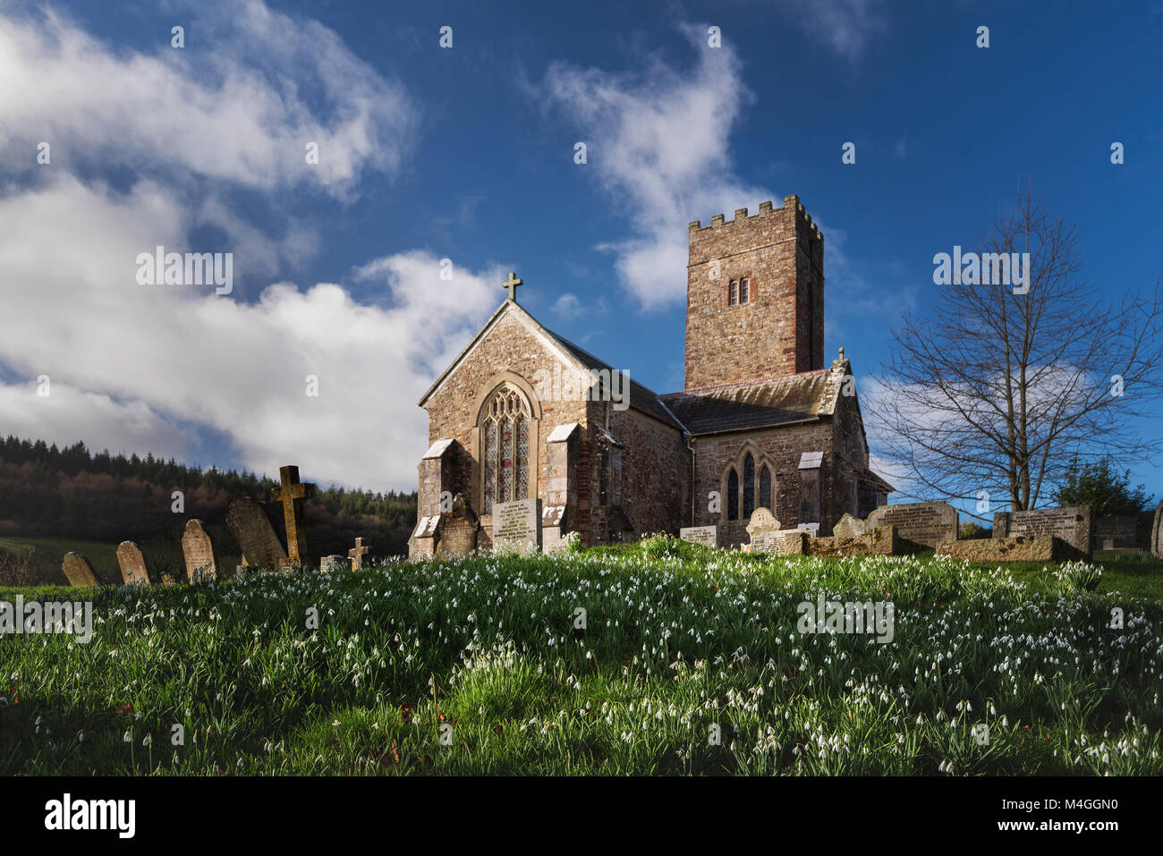 Spring snowdrops at Saint Nectan Church Ashcombe Haldon nr Exeter Devon Stock Photo