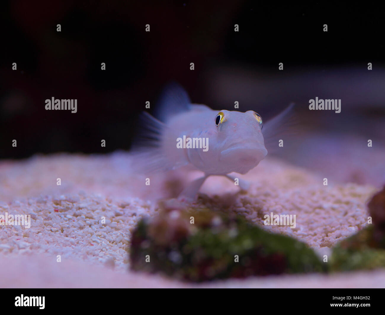 Close up macro shot of a marine chalk or sand sifting goby fish Stock Photo