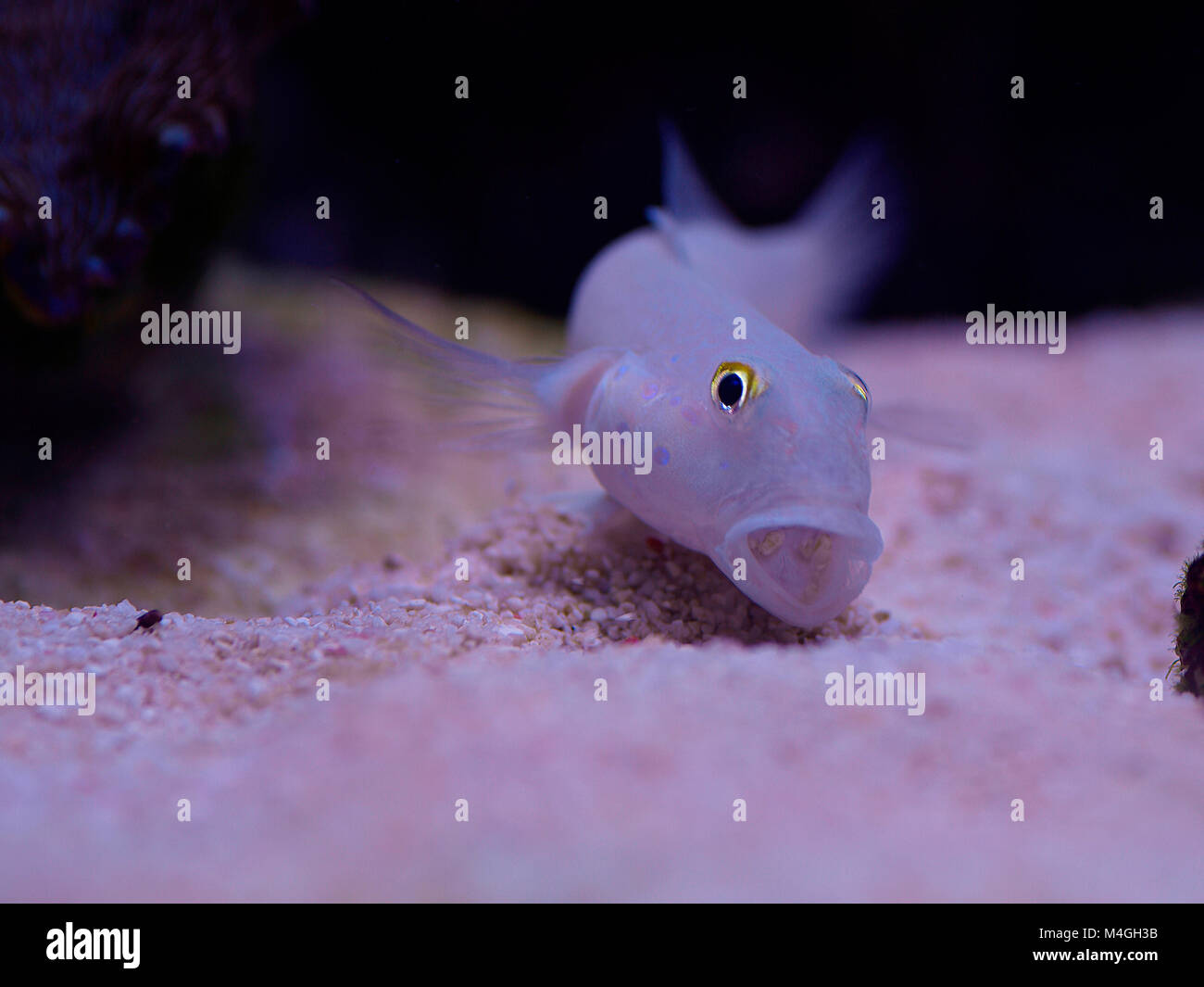 Close up macro shot of a marine chalk or sand sifting goby fish Stock Photo