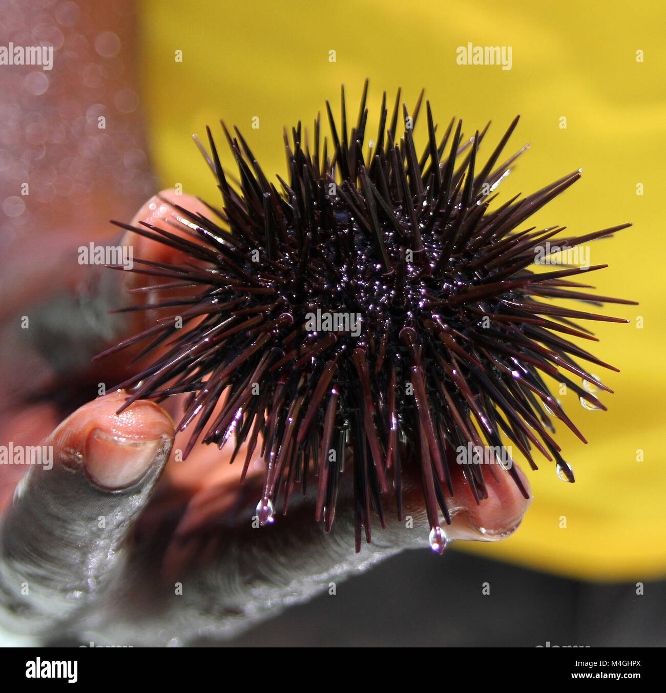 Regular Sea Urchin, Paracentrotus lividus, Zanzibar, Tanzania Stock Photo