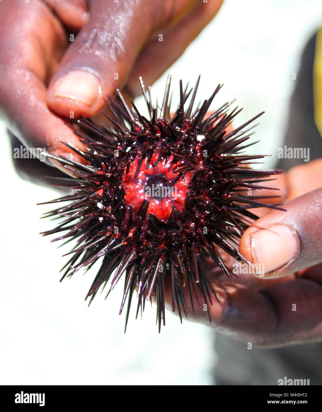 Oral side of a regular Sea Urchin, Paracentrotus lividus, Zanzibar