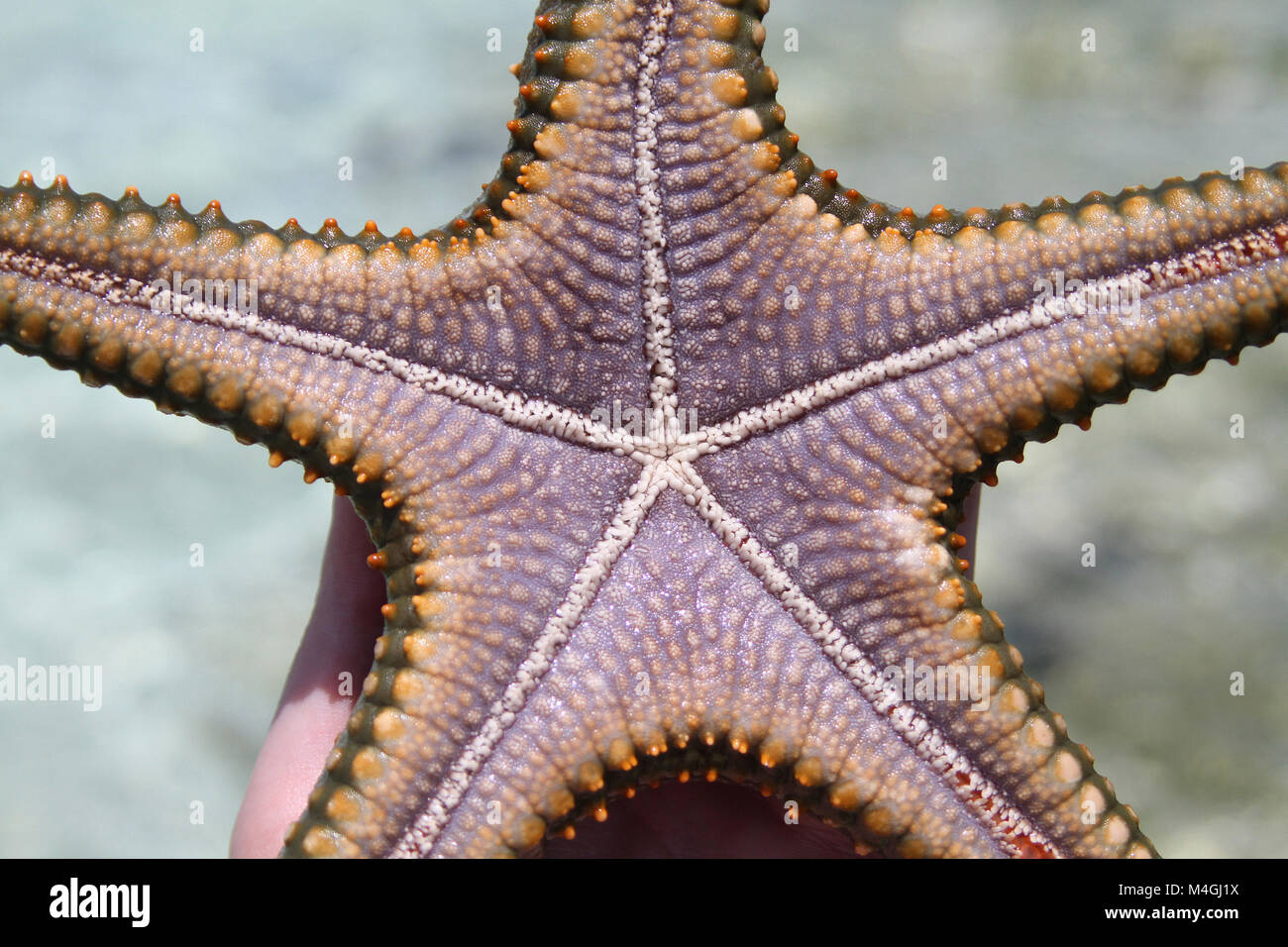 Bottom side of Starfish, Zanzibar, Tanzania Stock Photo