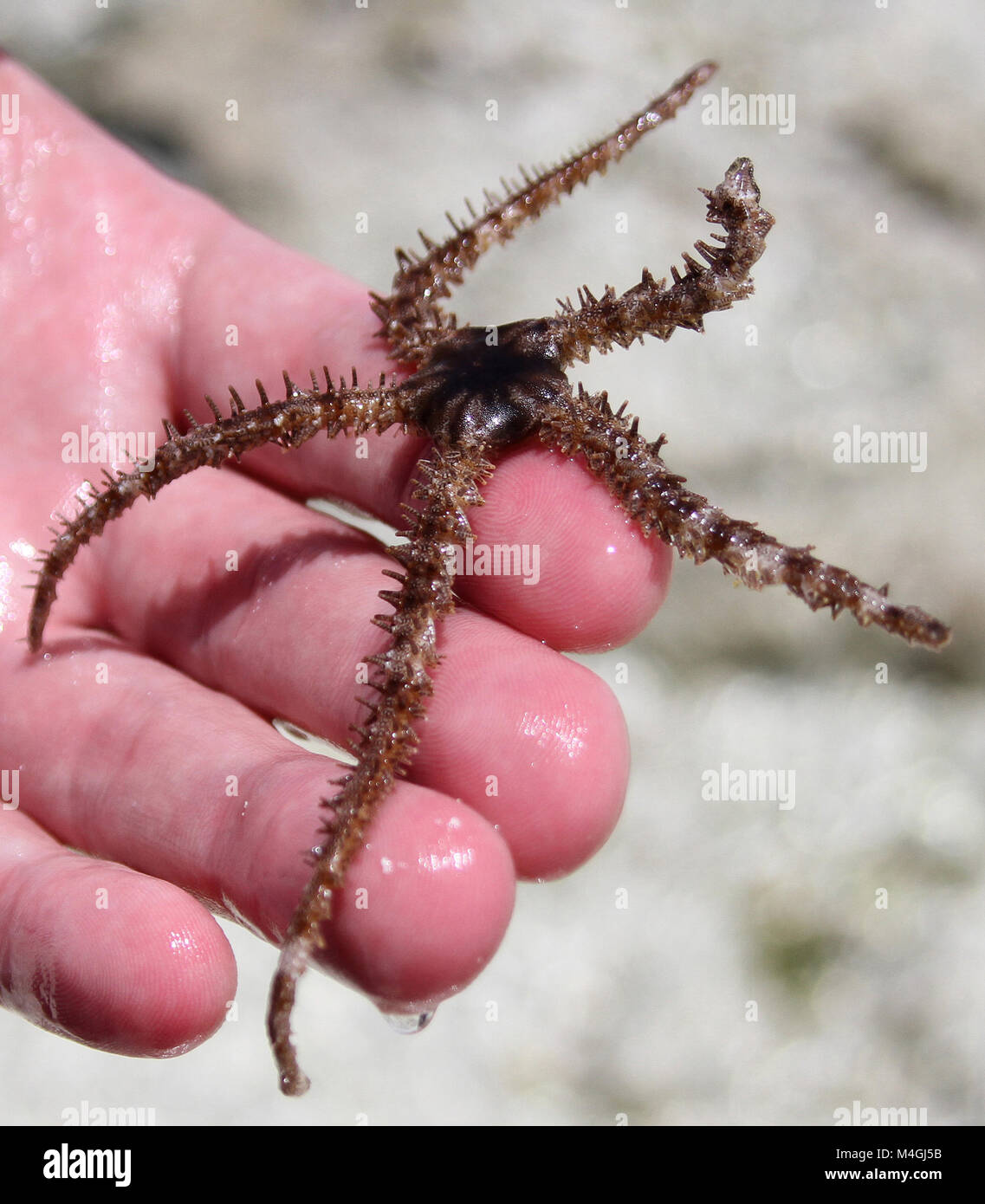 Brittle Star in the palm of a hand, Zanzibar, Tanzania Stock Photo Alamy