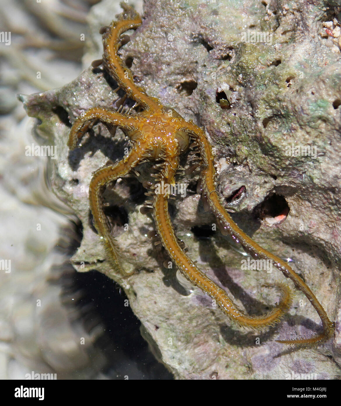 Brittle Star showing underside on exposed coral crest, Zanzibar, Tanzania Stock Photo