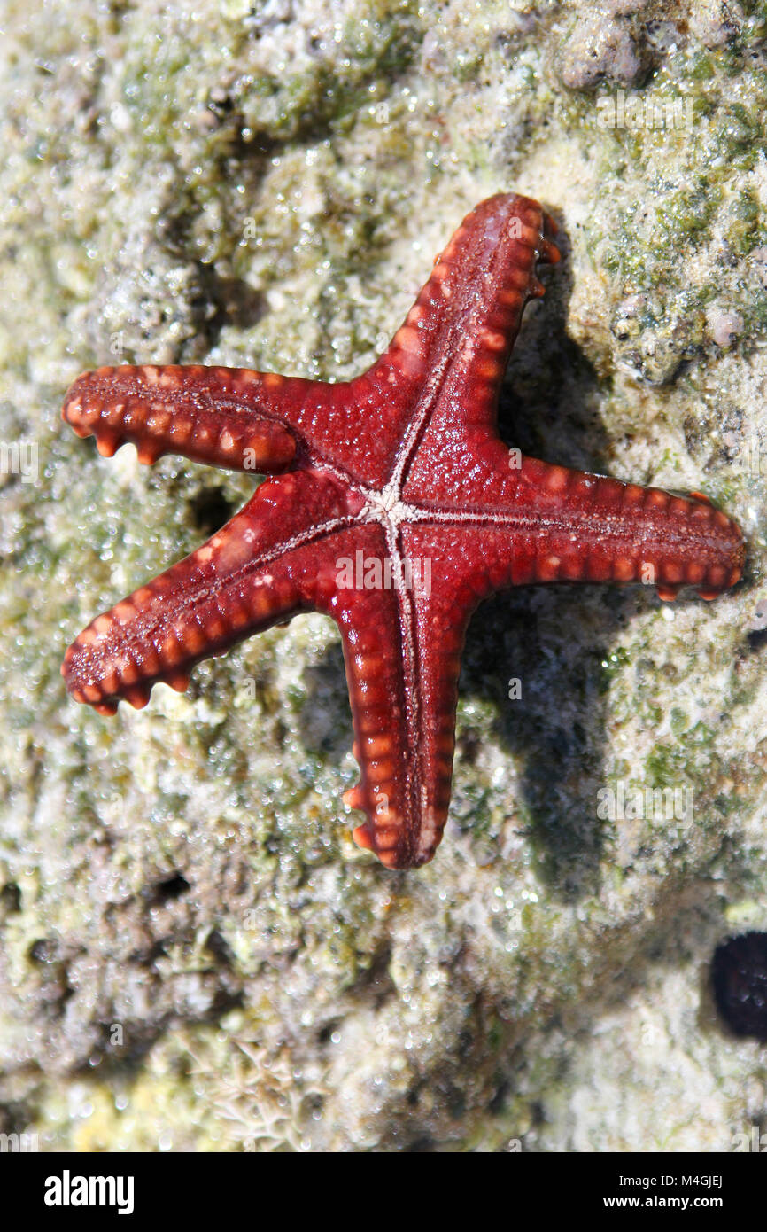 Bottom side of Red-knobbed starfish, Protoreaster linckii, Zanzibar, Tanzania Stock Photo