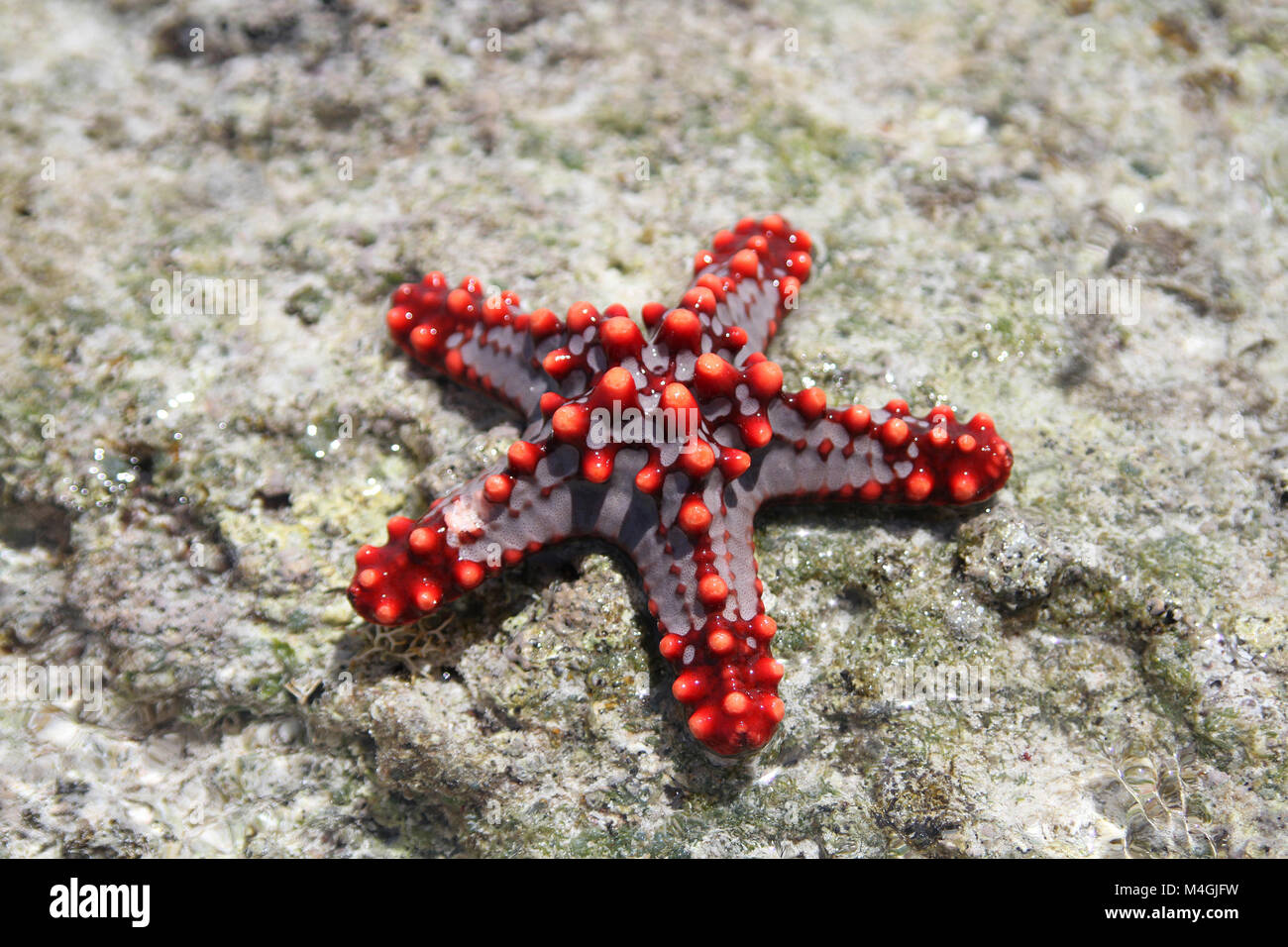 Red-knobbed starfish, Protoreaster linckii, Zanzibar, Tanzania Stock Photo