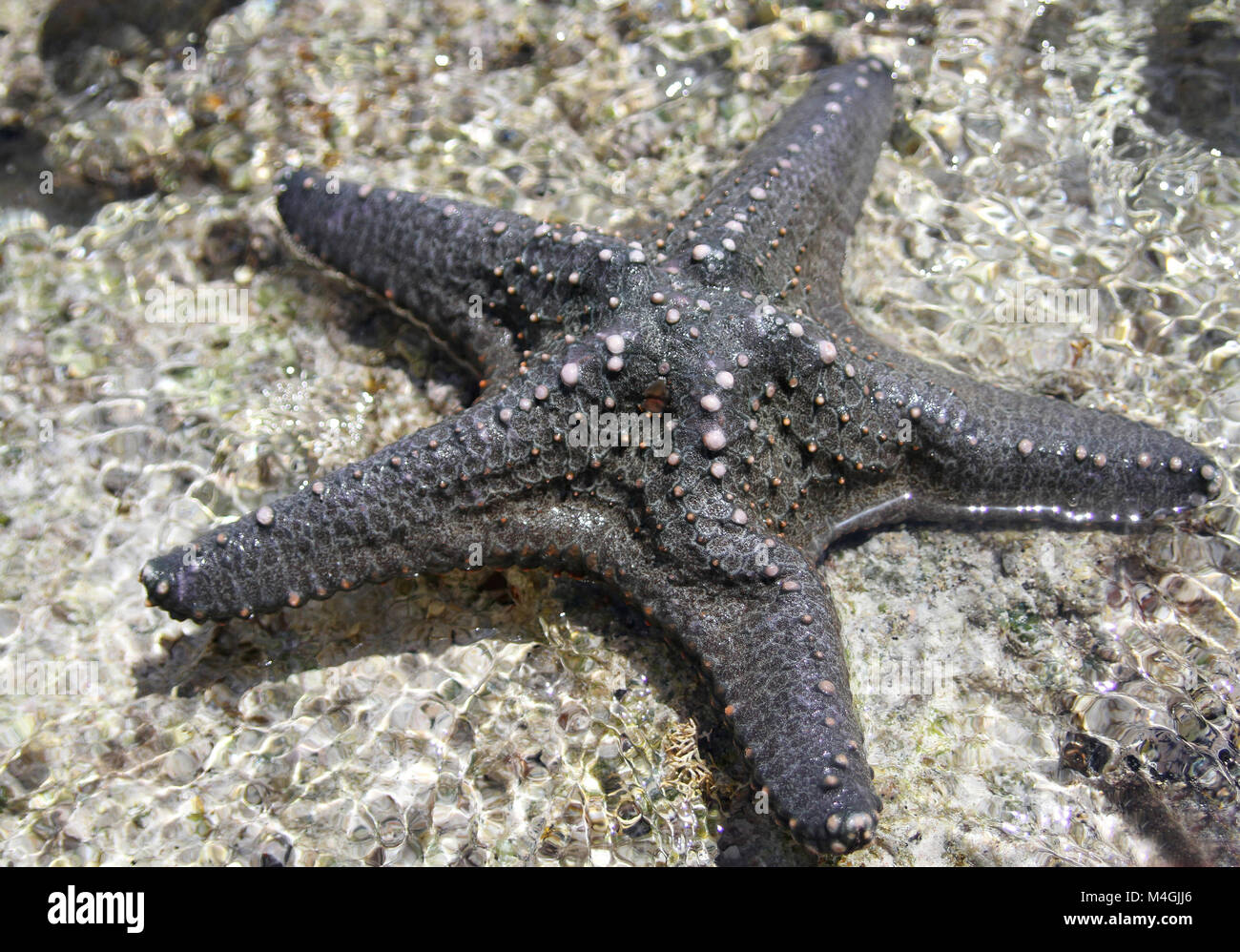 Blue Starfish exposed on coral crest, Zanzibar, Tanzania Stock Photo