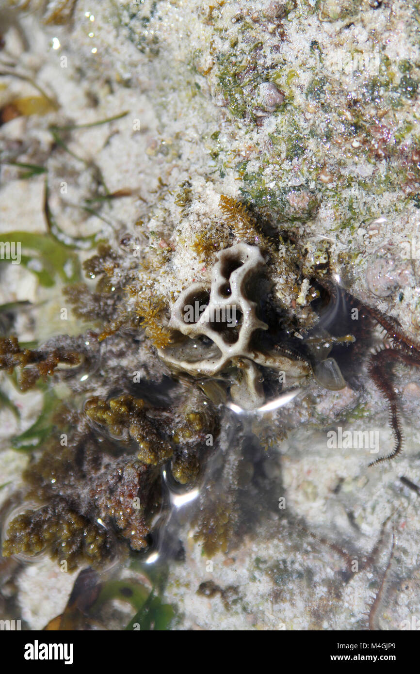 Soft coral, Alcyonacea, Zanzibar, Tanzania Stock Photo