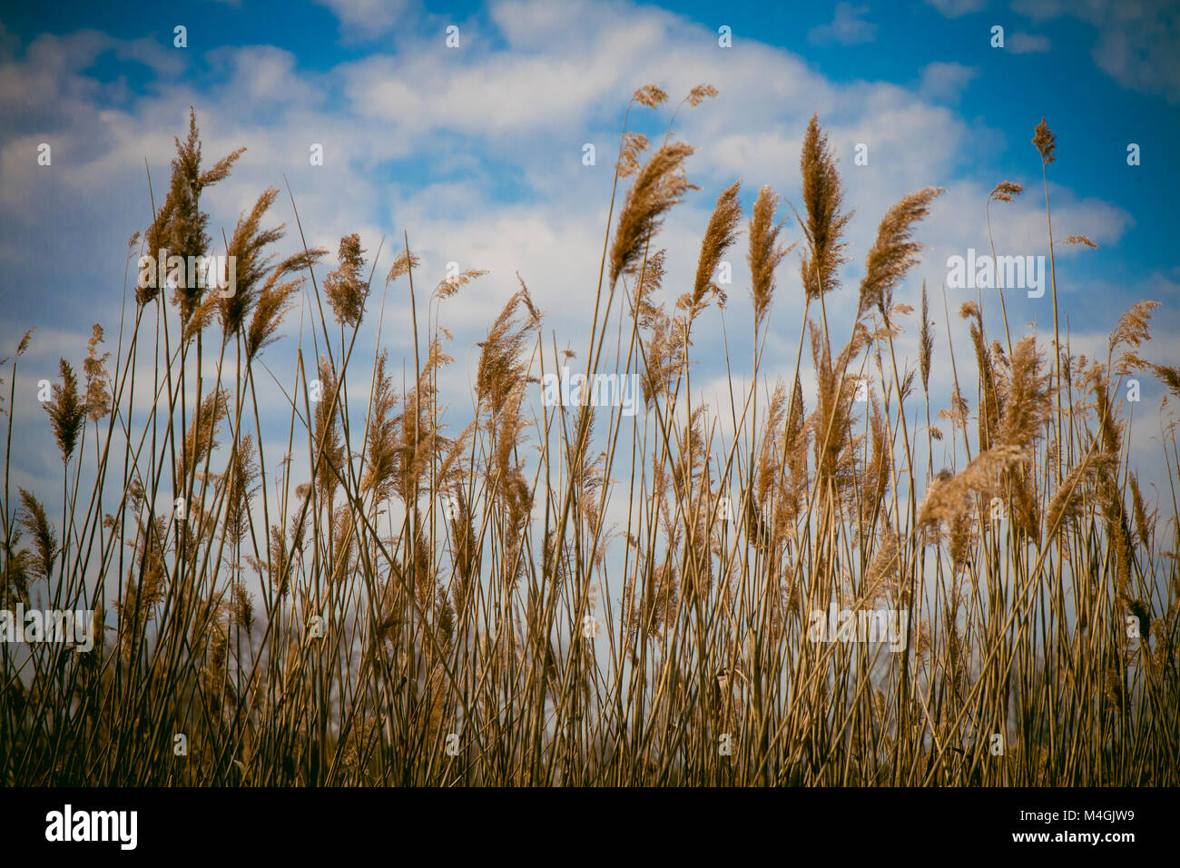 Reed tips moving in wind during spring with a blue sky Stock Photo - Alamy