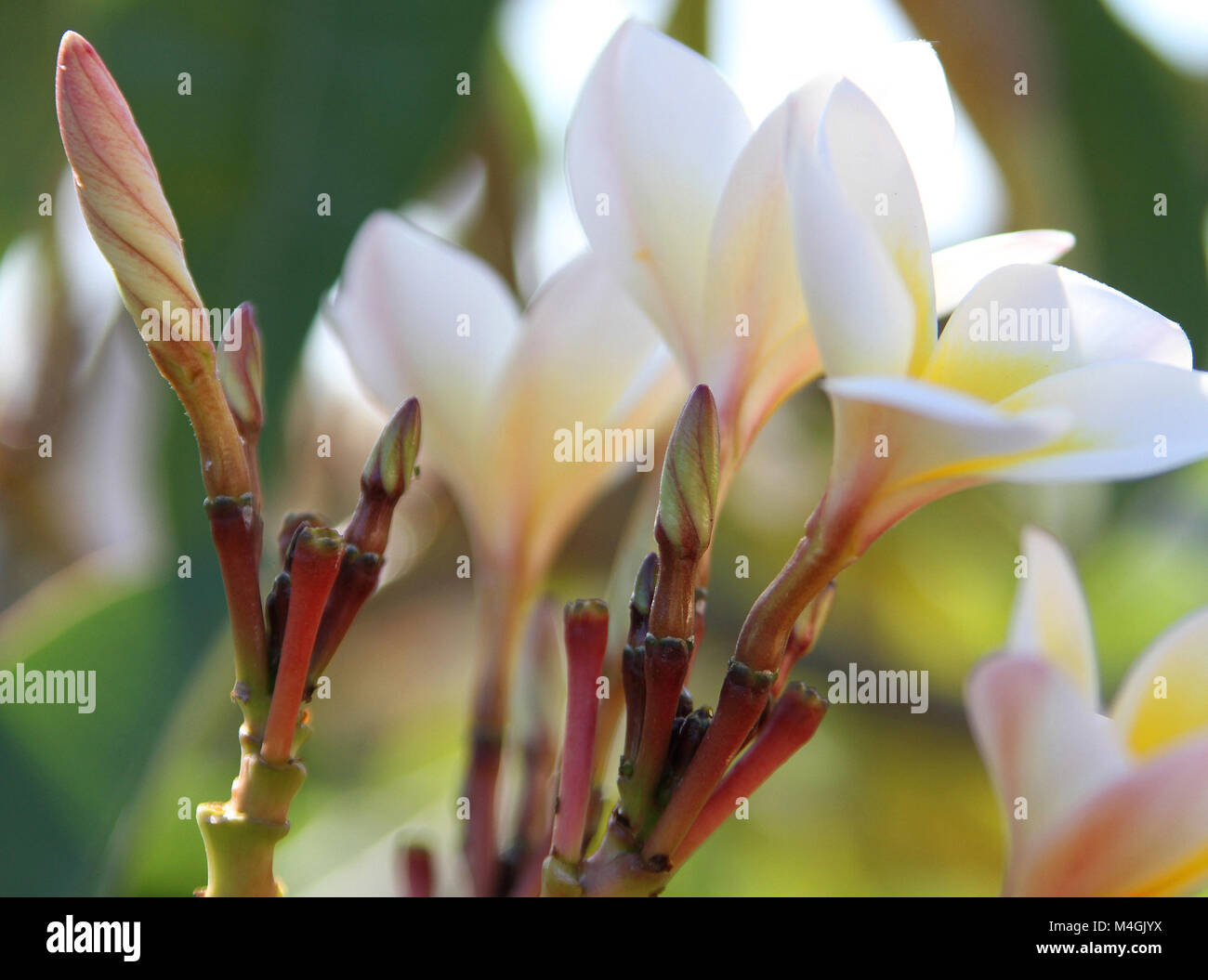 Frangipani, Plumeria flowers, Zanzibar, Tanzania Stock Photo