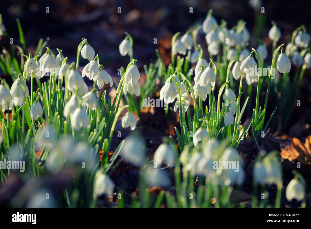 Blooming Snowdrops in British forest at early spring Stock Photo