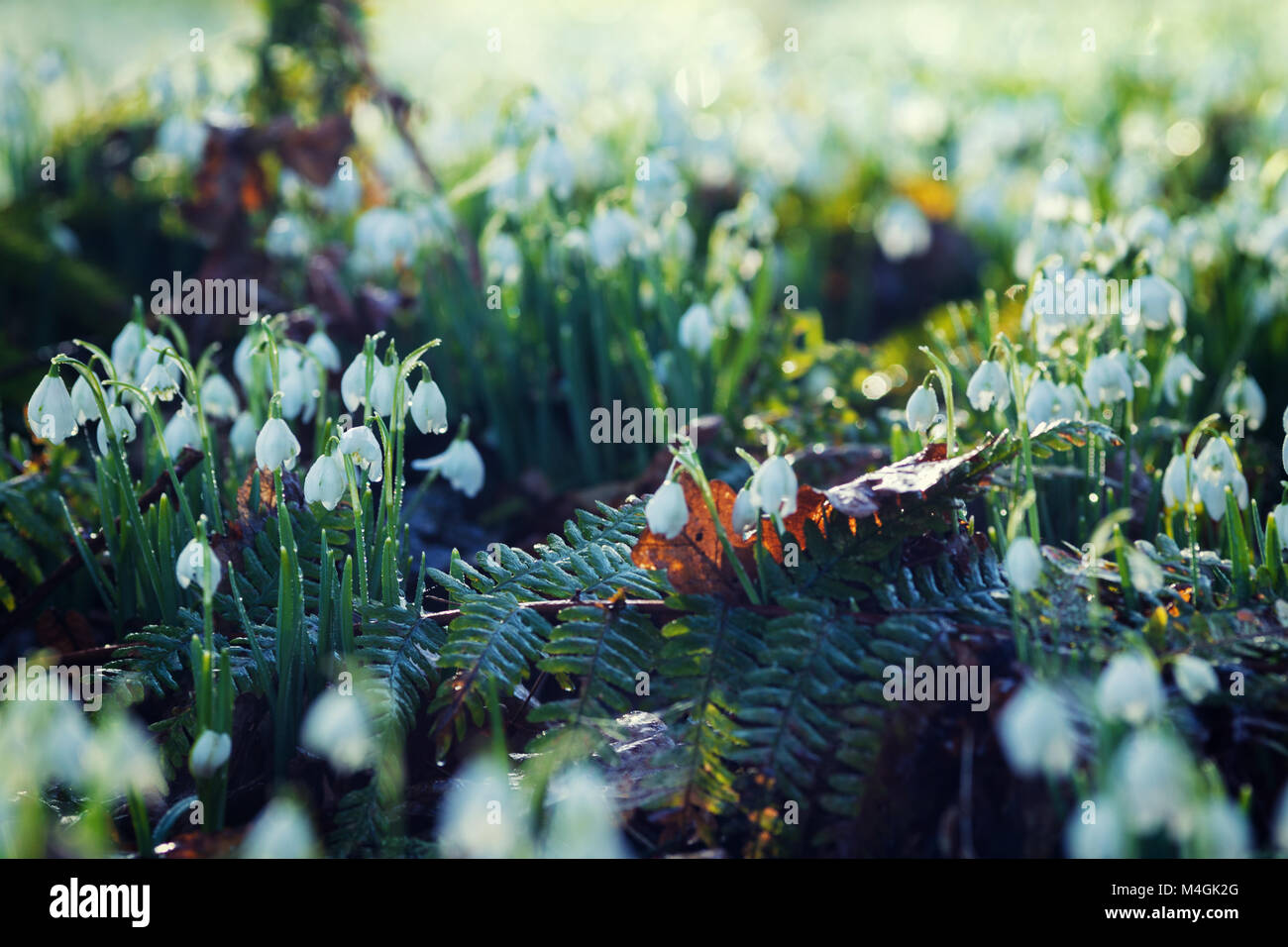 Wild Snowdrops on woodland meadow covered in morning dew at cold February morning Stock Photo