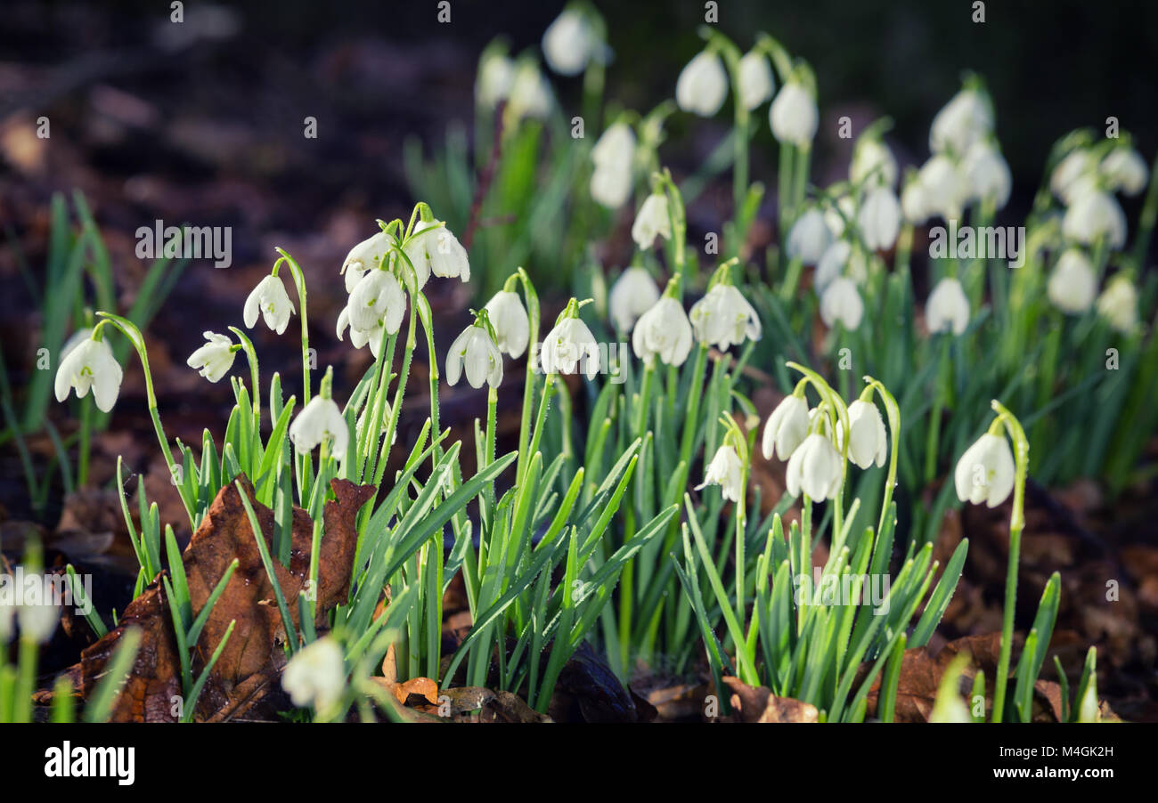Ealry spring blooming Snowdrops in bright morning light Stock Photo