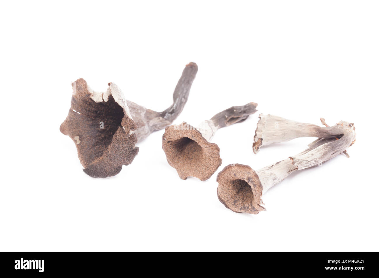 The Horn of Plenty is a wild and sought after edible fungi. Hampshire England UK GB. White background Stock Photo