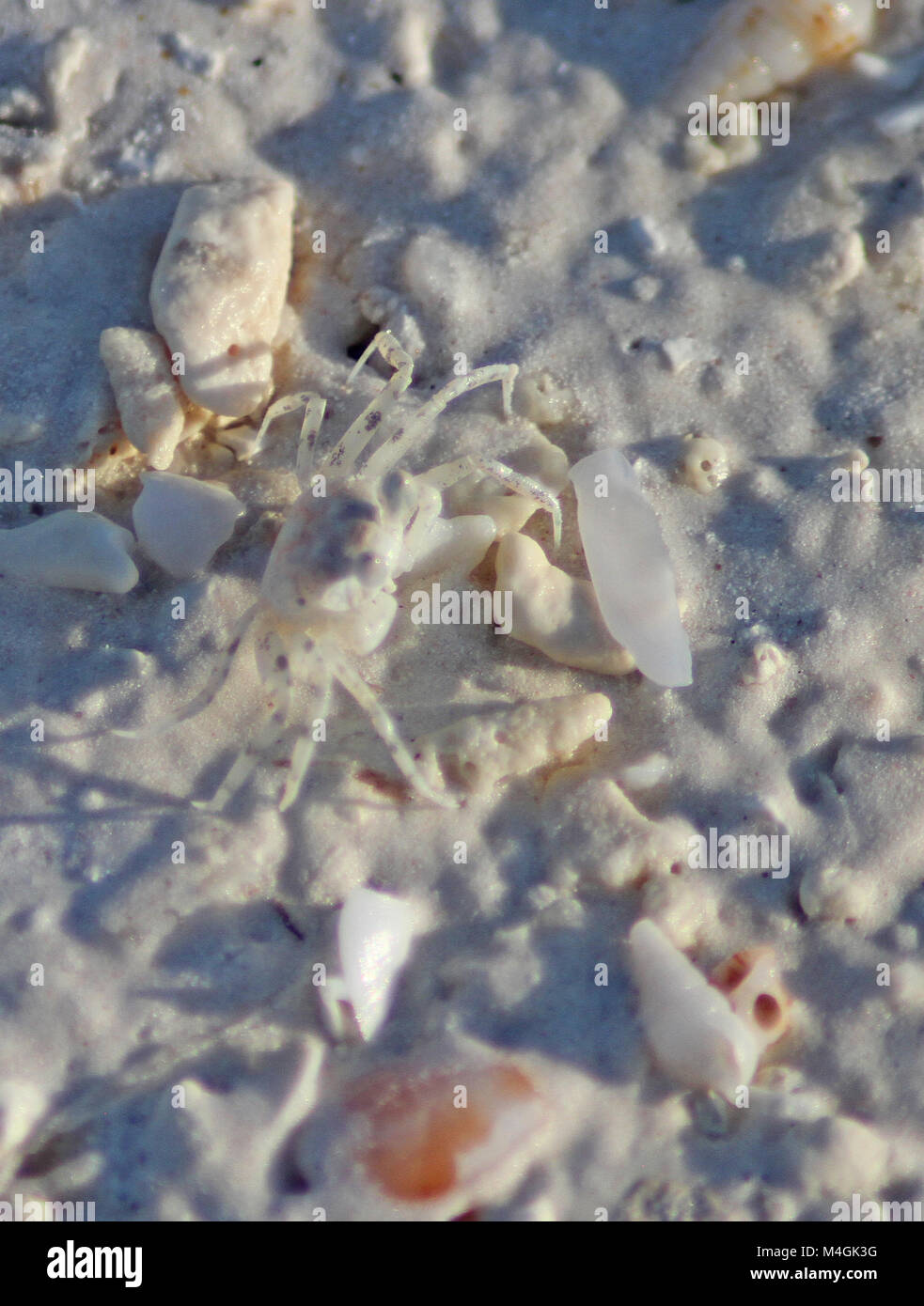 Small Ghost crab on the beach, Kiwengwa beach, Zanzibar, Tanzania Stock Photo