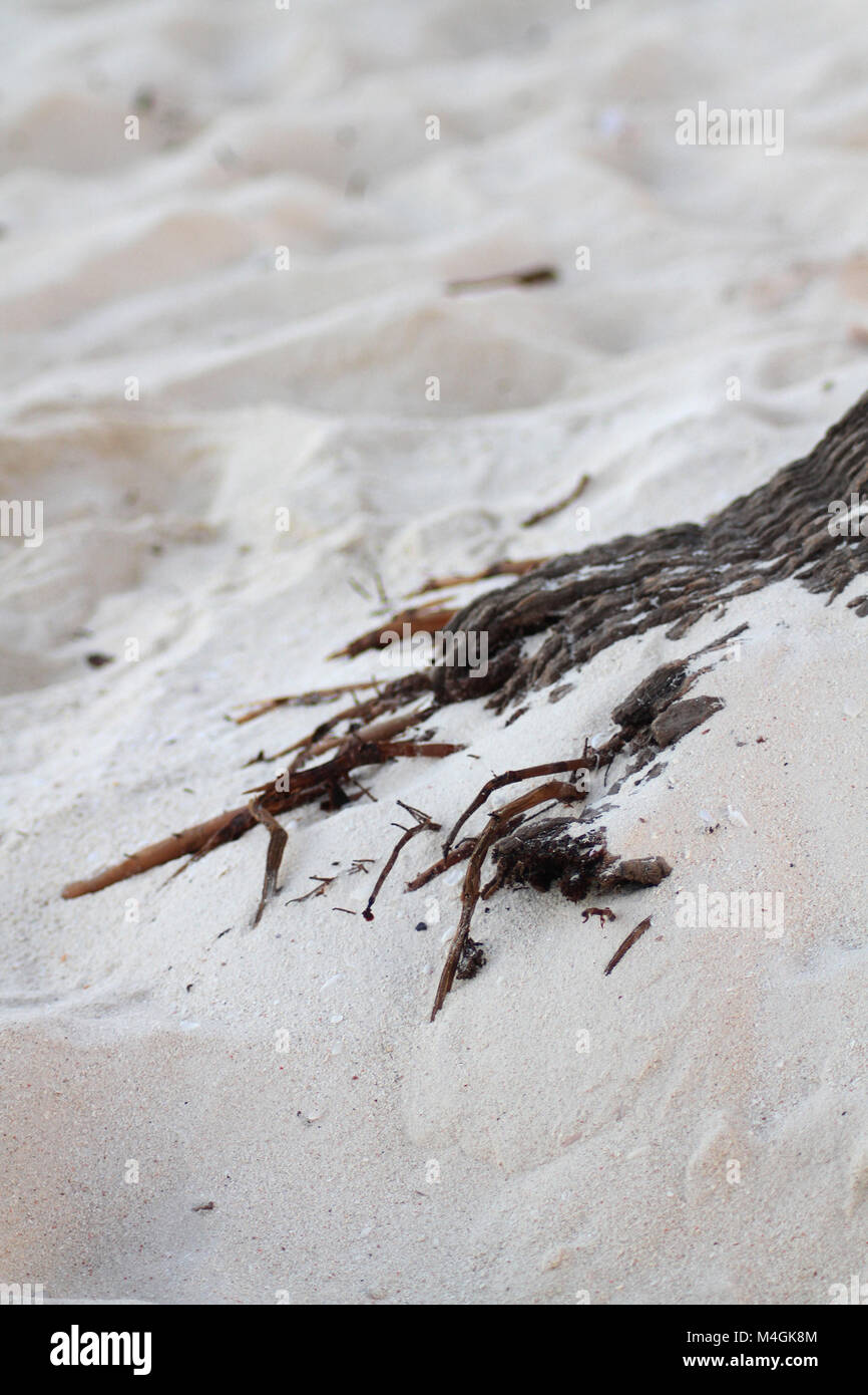 Exposed roots of a Palm tree, Kiwengwa beach, Zanzibar, Tanzania Stock Photo