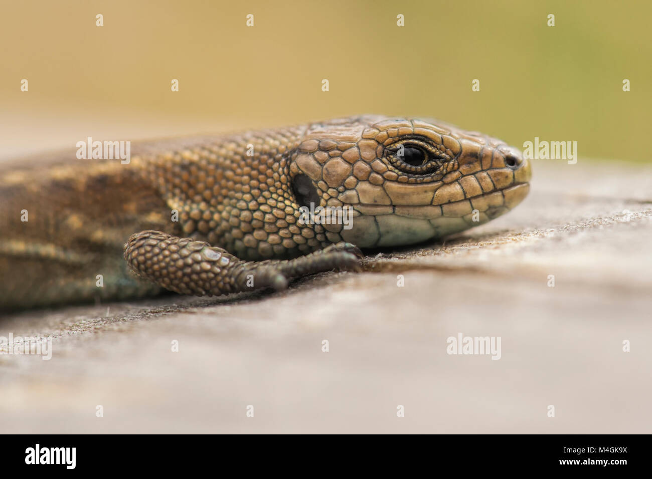 Close up photo of a Common Lizard (Lacerta vivipara) resting on a boardwalk in nature reserve. Limerick, Ireland. Stock Photo