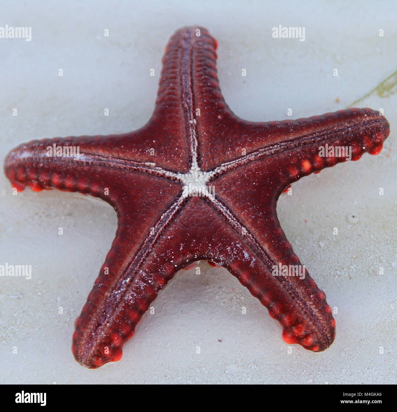 Bottom side of Red-knobbed starfish, Protoreaster linckii, Zanzibar, Tanzania Stock Photo