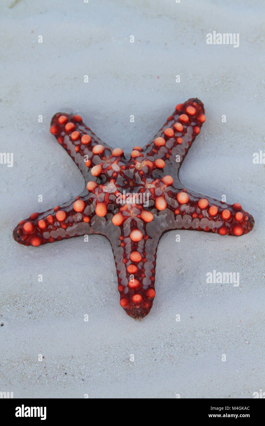 Red-knobbed starfish, Protoreaster linckii, Zanzibar, Tanzania Stock Photo