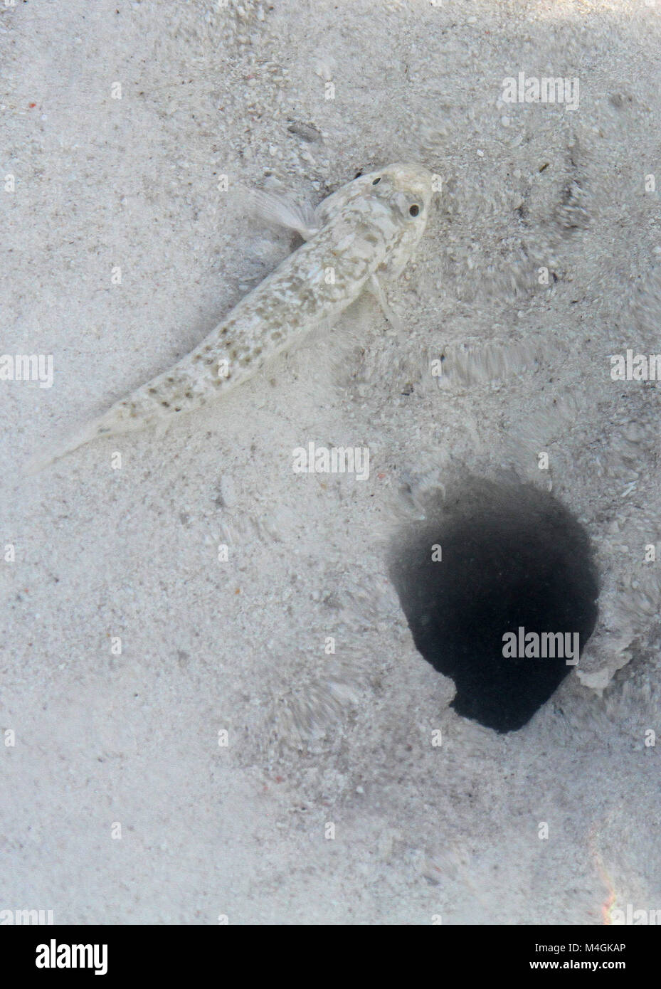 Small white and grey fish next to a crab hole, Kiwengwa beach, Zanzibar, Tanzania. Stock Photo