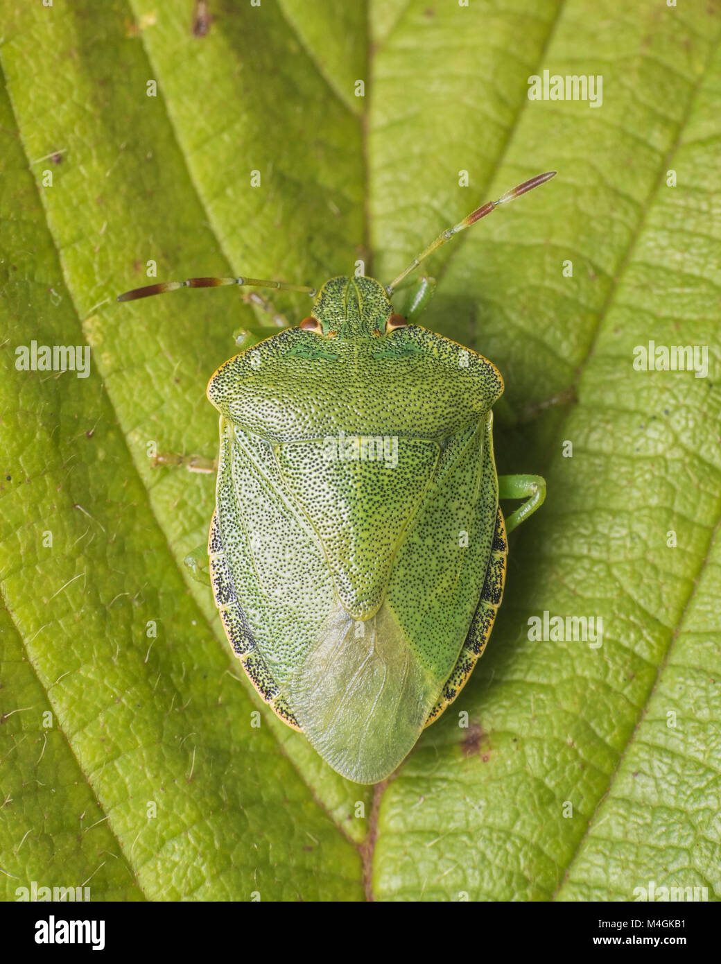 Freshly molted adult Common Green Shieldbug (Palomena prasina) at rest on a bramble leaf. Tipperary, Ireland. Stock Photo