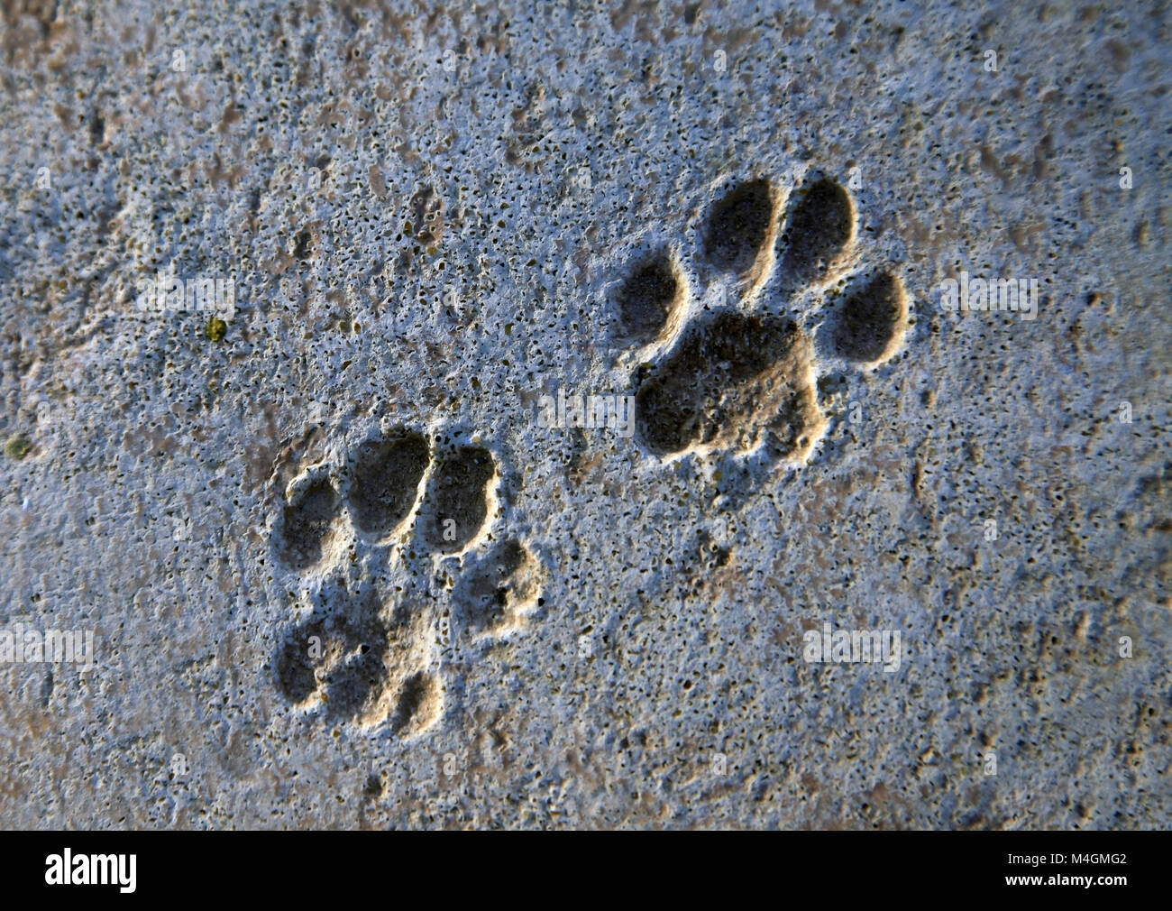 Cat tracks left on raw concrete Stock Photo