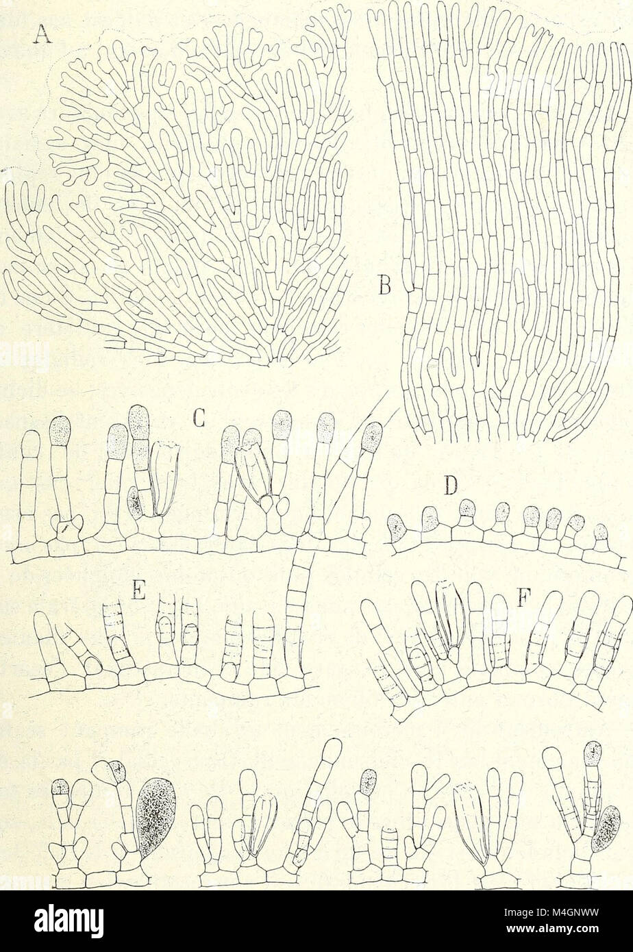 Importance of plant identification in natural sciences hi-res stock ...