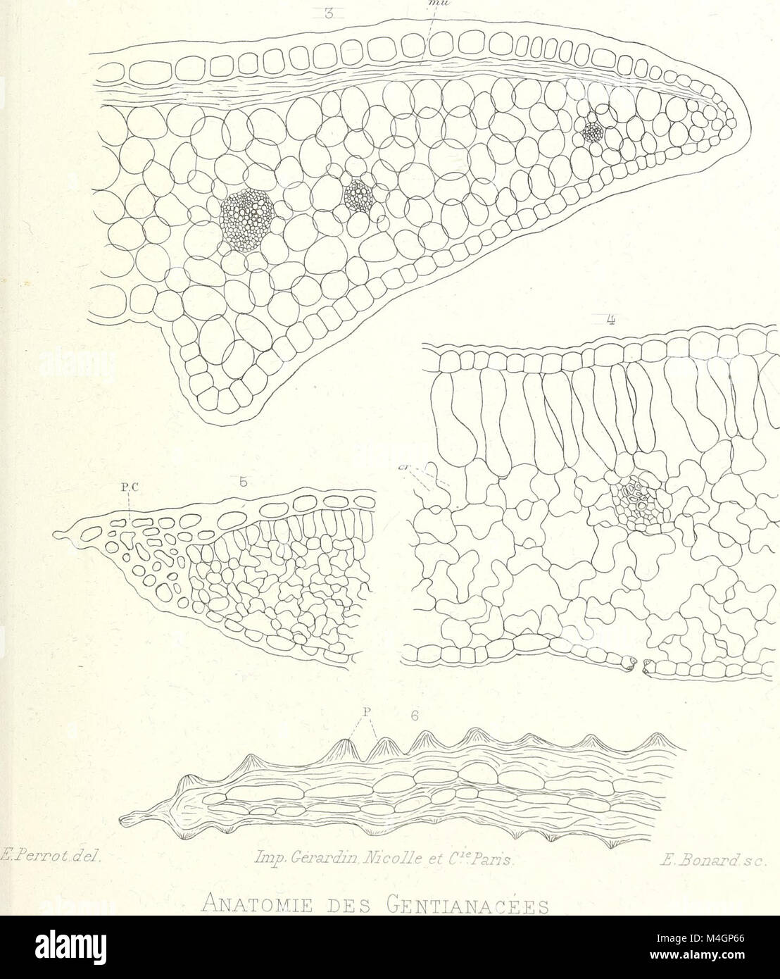 The 'Annales des Sciences Naturelles Botaniques' (1822) is a scientific ...